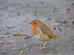 LZ00457 Robin in St Fagans open air museum.jpg